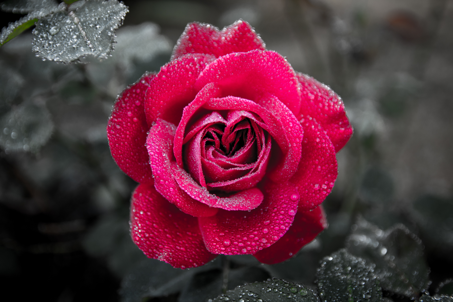 L' Oeil Noir Photographie